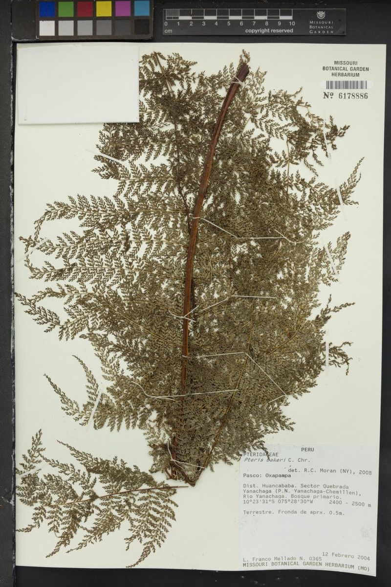 Pteris bakeri photo 2