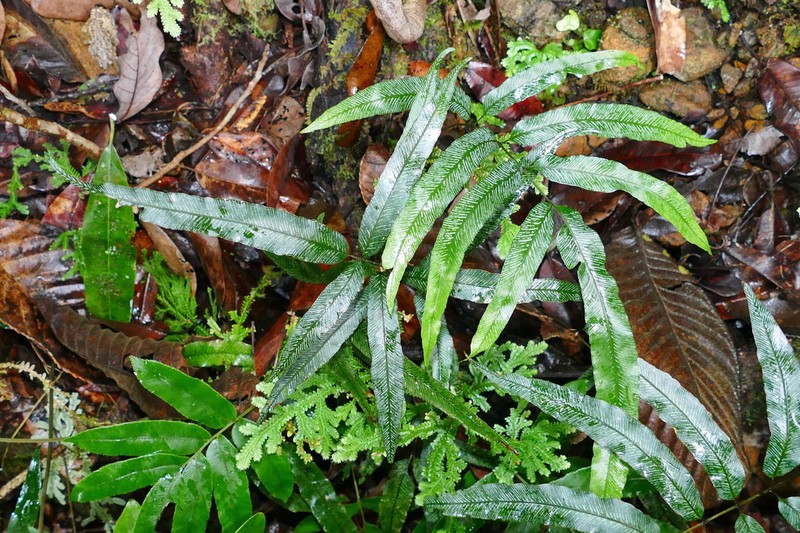 Pteris balansae photo 2