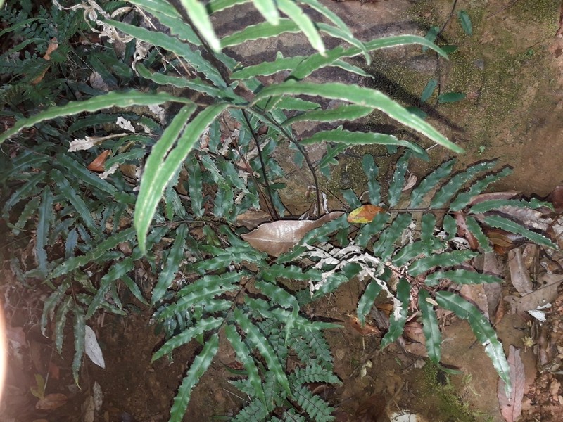 Pteris balansae photo 4