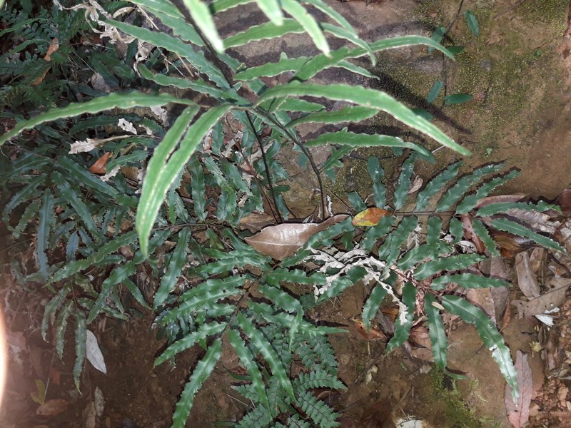 Pteris balansae photo 5