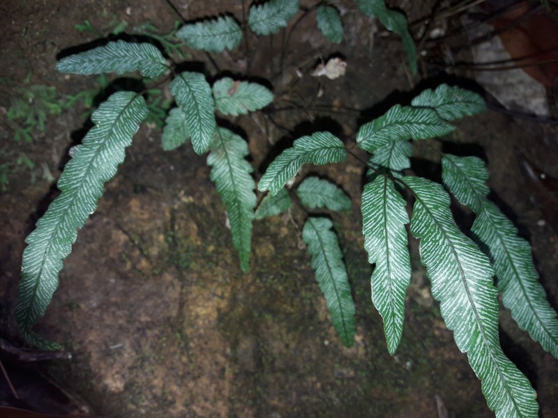 Pteris balansae photo 6