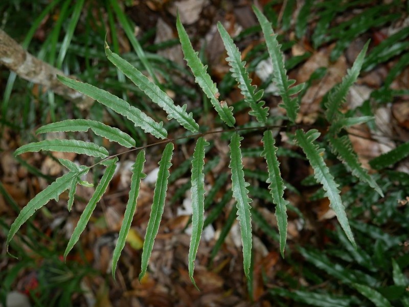 Pteris balansae photo 7