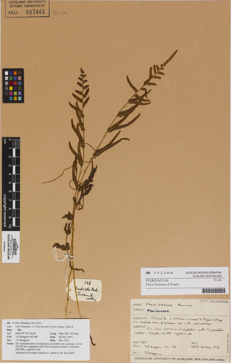Pteris balansae