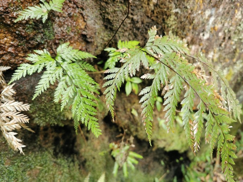 Pteris barklyae photo 2