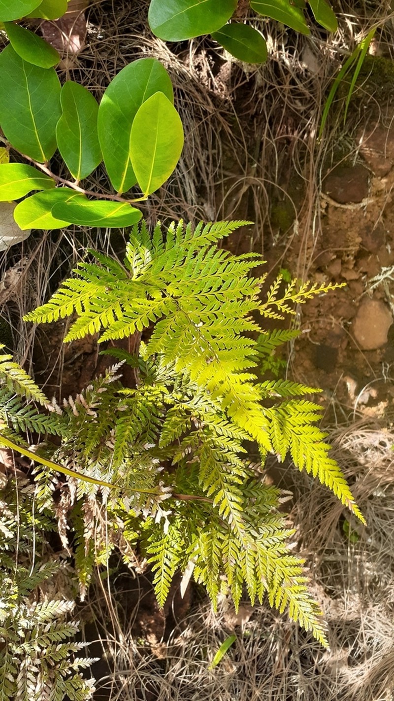 Pteris barklyae photo 3