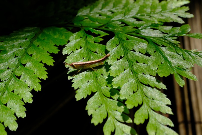 Pteris barklyae photo 4