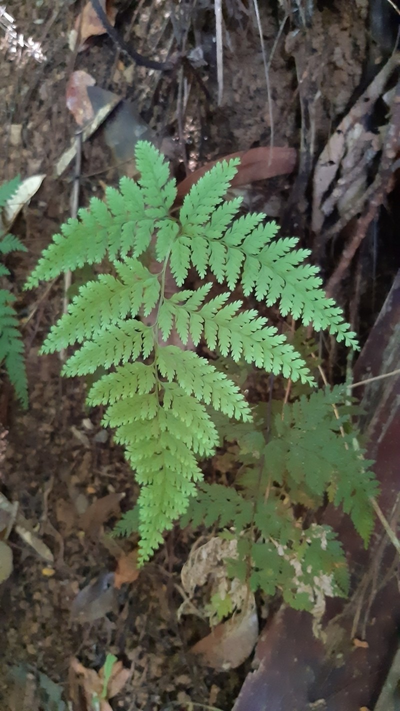 Pteris barklyae photo 5