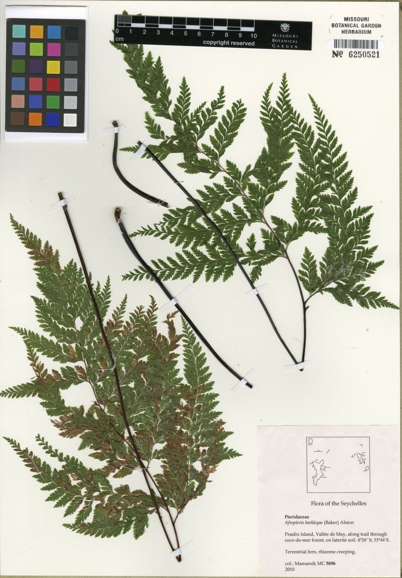 Pteris barklyae photo 6