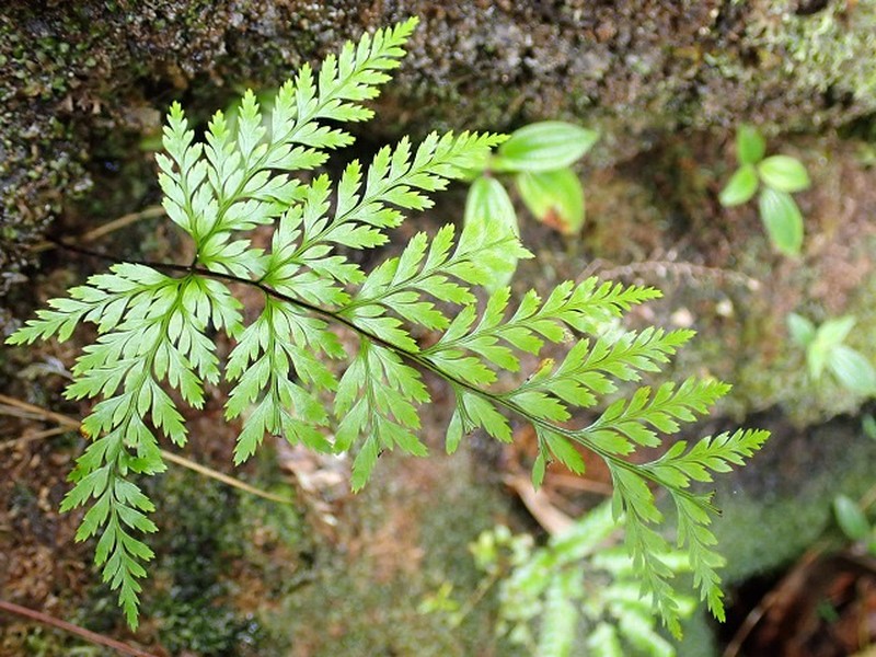 Pteris barklyae