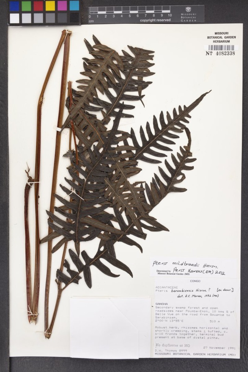 Pteris barombiensis photo 2