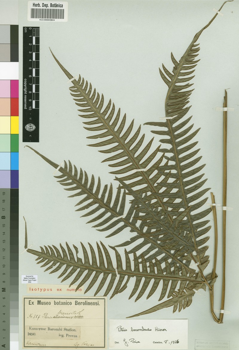 Pteris barombiensis
