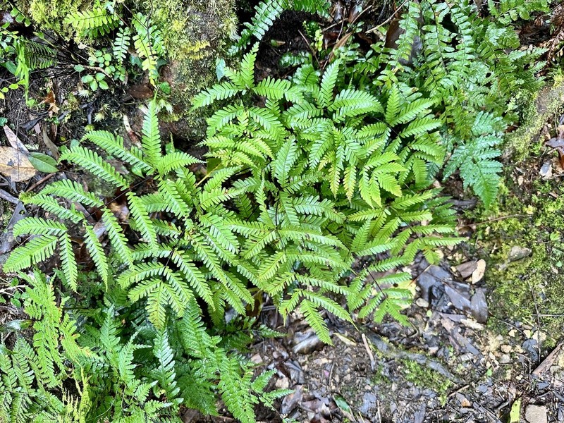 Pteris bella