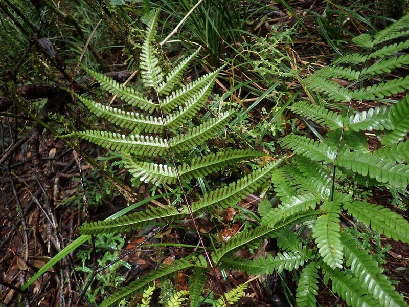 Pteris bella photo 2