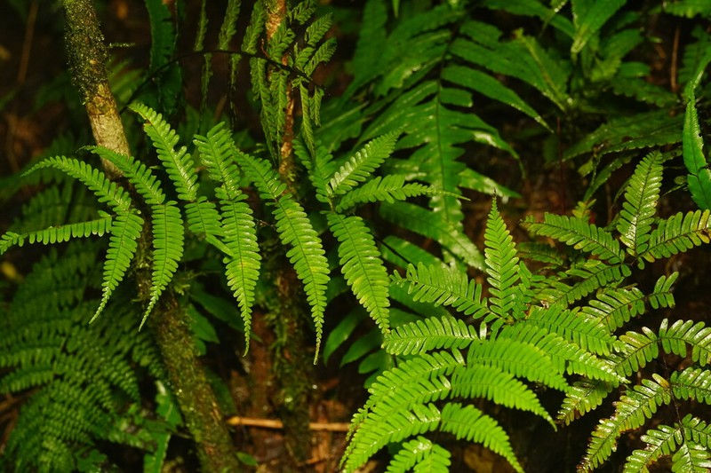 Pteris bella photo 3
