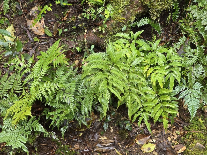 Pteris bella photo 4