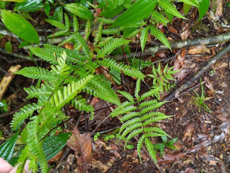 Pteris bella photo 5