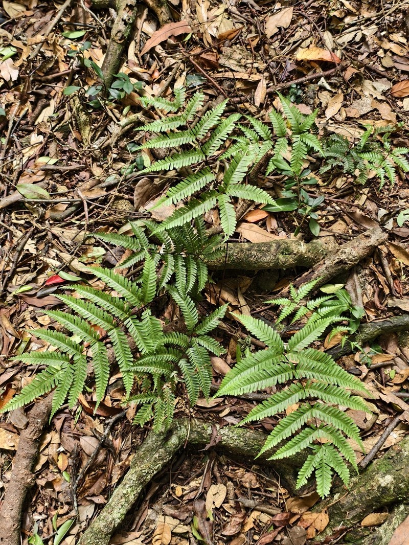 Pteris bella photo 6