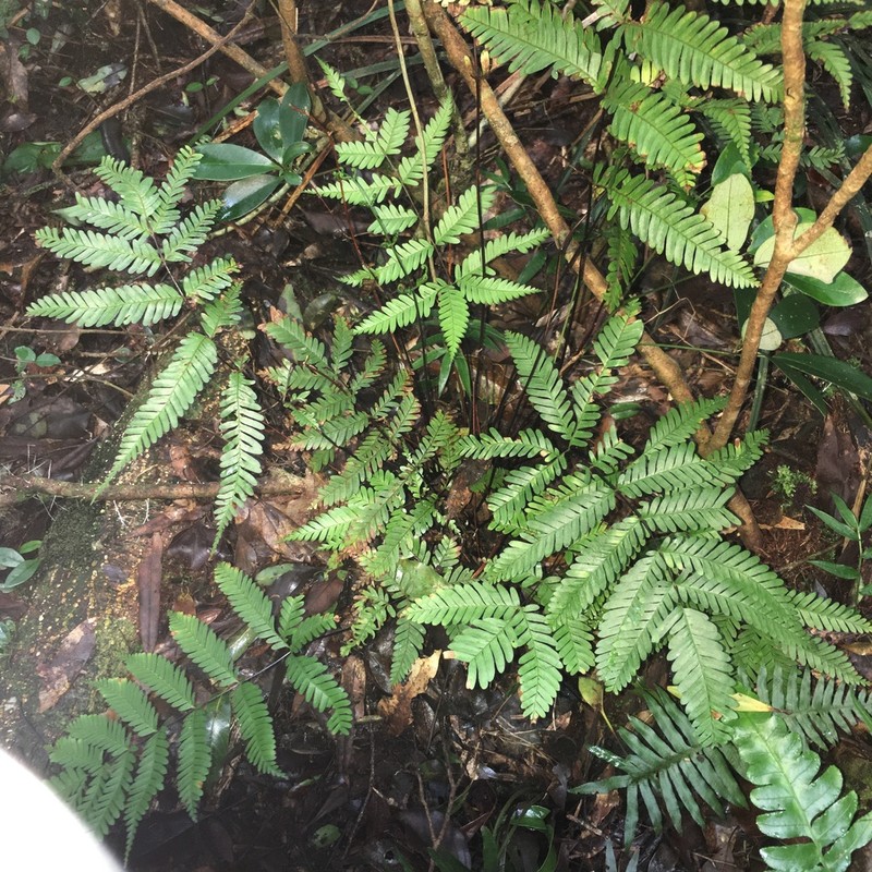 Pteris bella photo 7