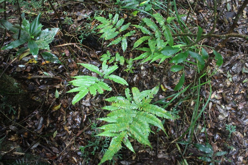 Pteris bella photo 8