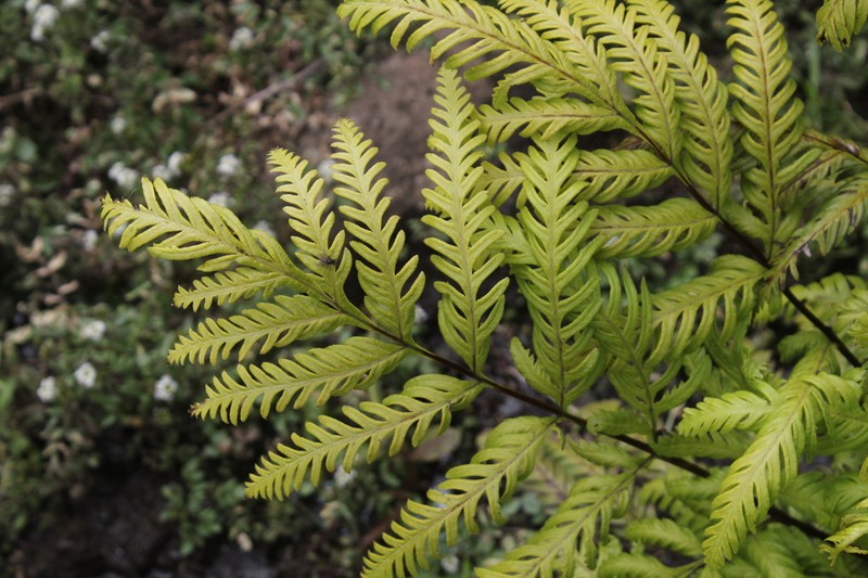 Pteris berteroana