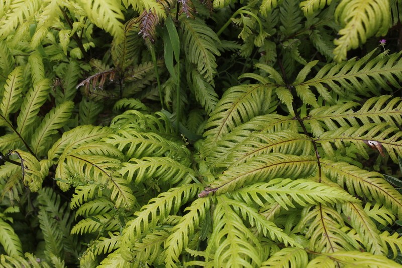 Pteris berteroana photo 2
