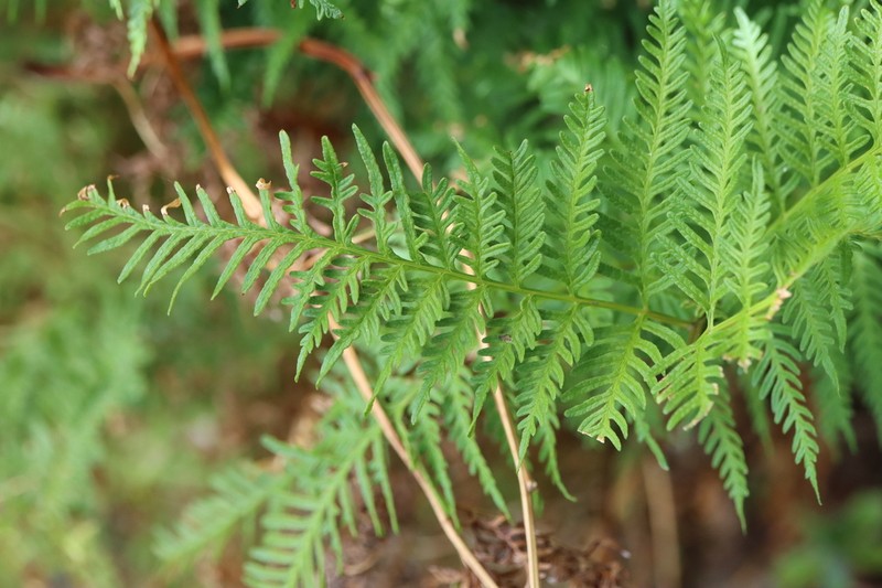 Pteris berteroana photo 3