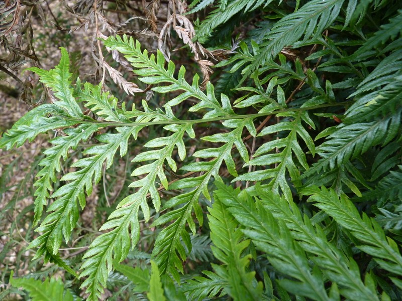 Pteris berteroana photo 4