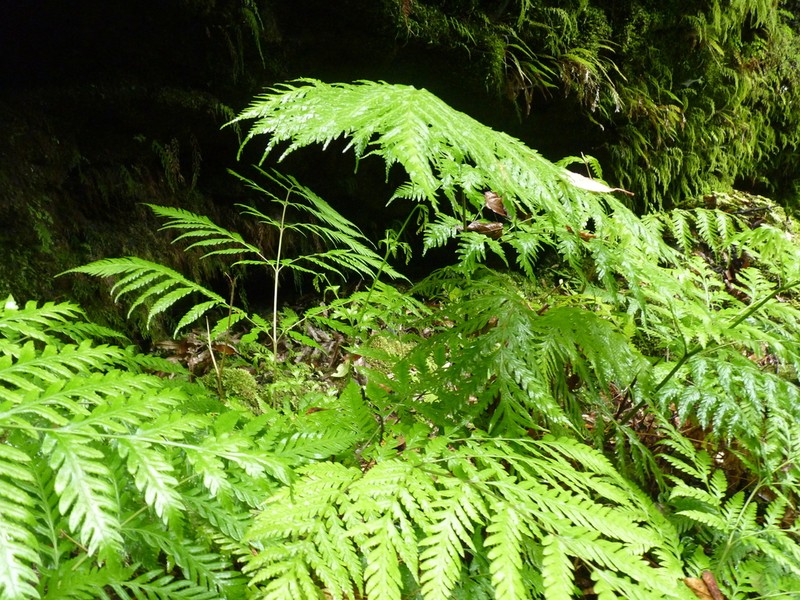 Pteris berteroana photo 5