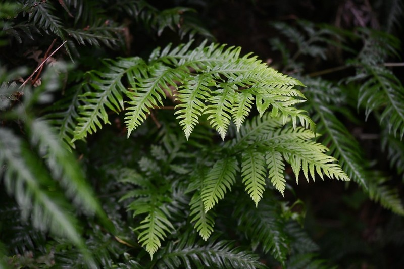 Pteris berteroana photo 6