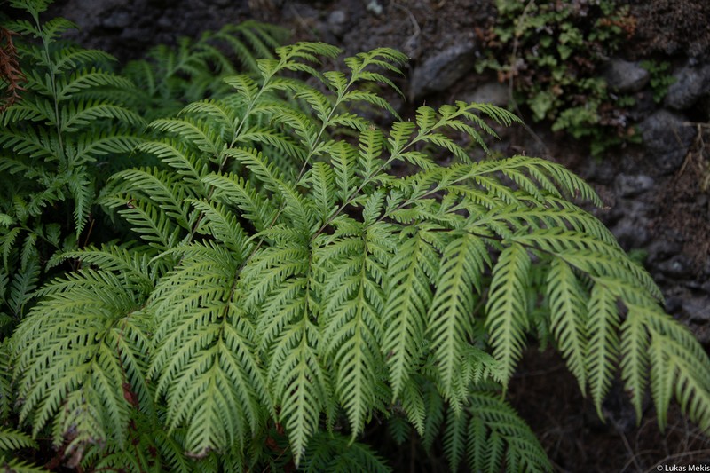 Pteris berteroana photo 7