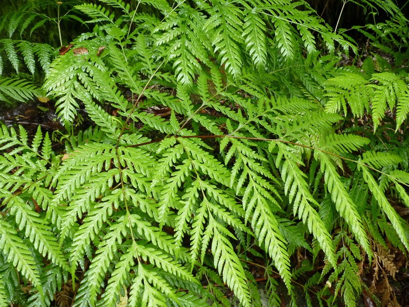 Pteris berteroana photo 8