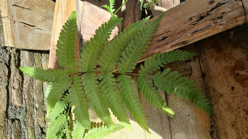 Thinleaf Brake photo 2