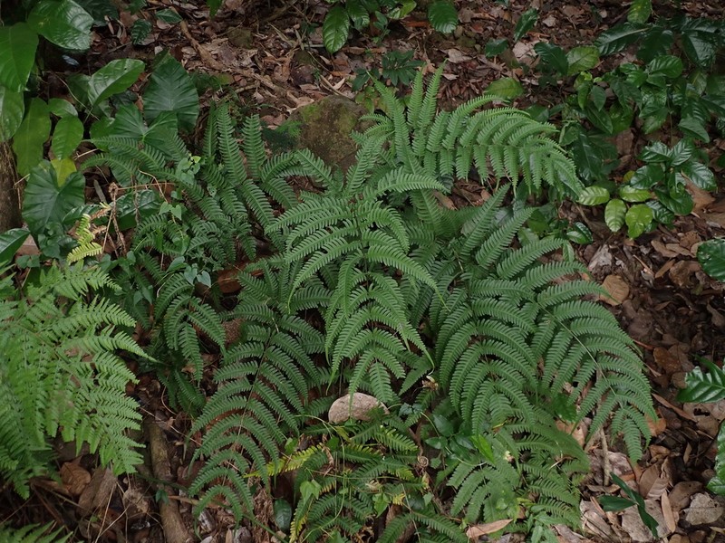 Thinleaf Brake photo 3