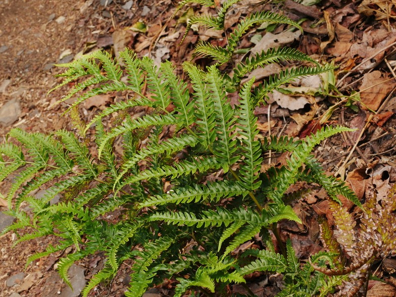 Thinleaf Brake photo 4