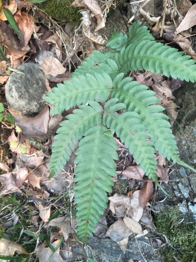 Thinleaf Brake photo 5