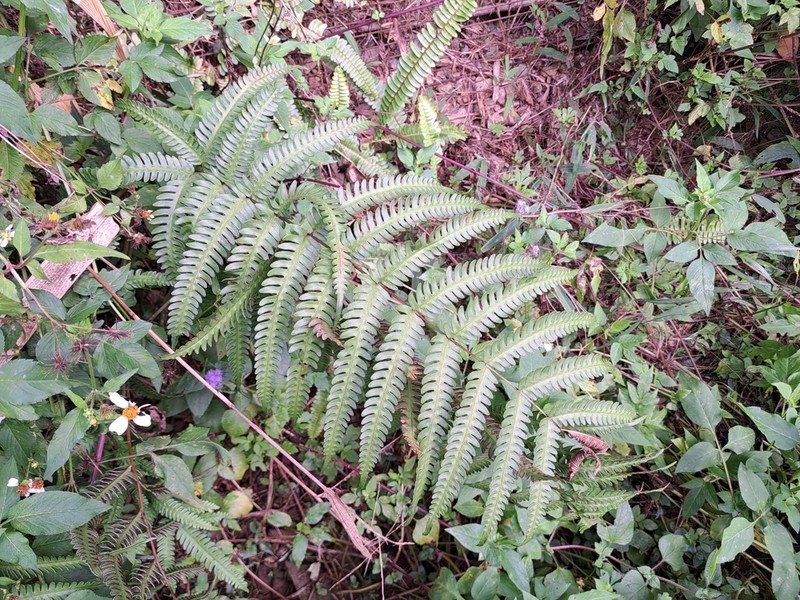 Thinleaf Brake photo 6