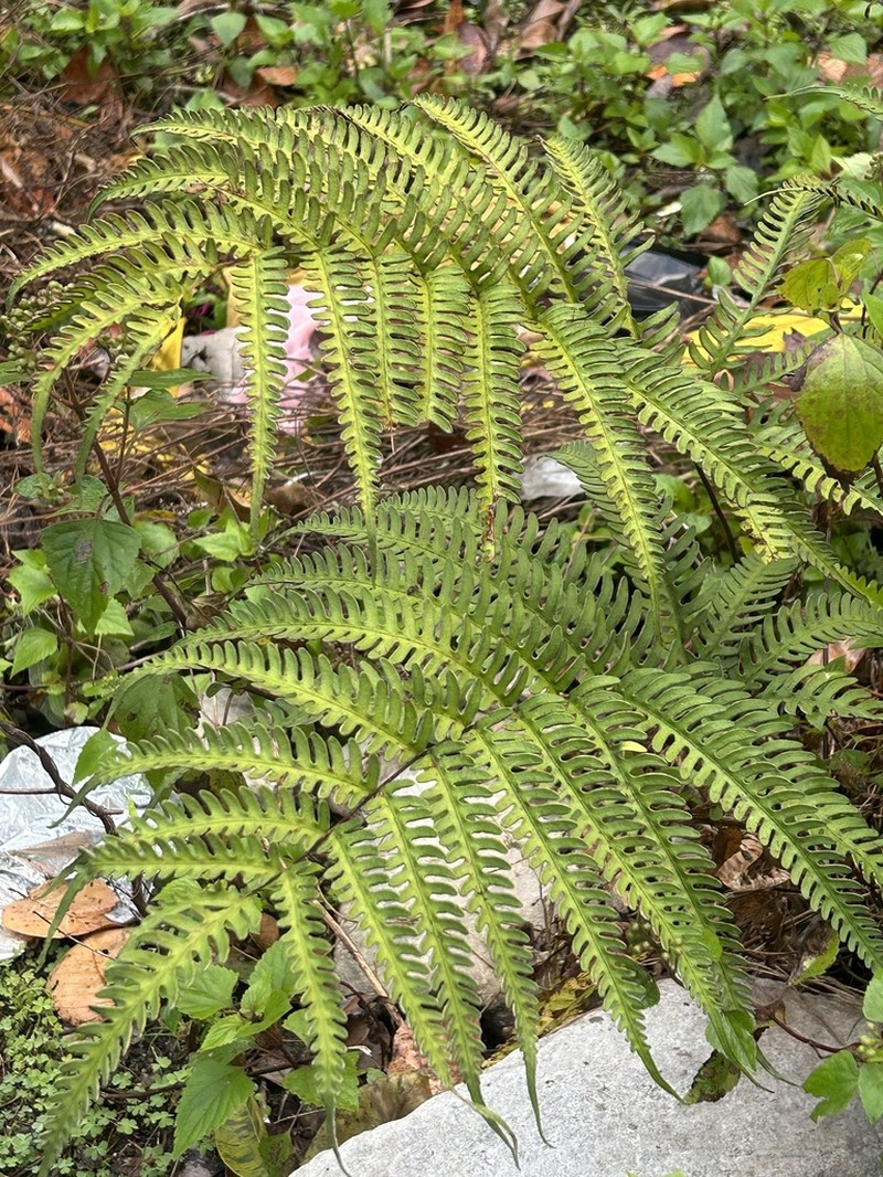 Thinleaf Brake photo 7