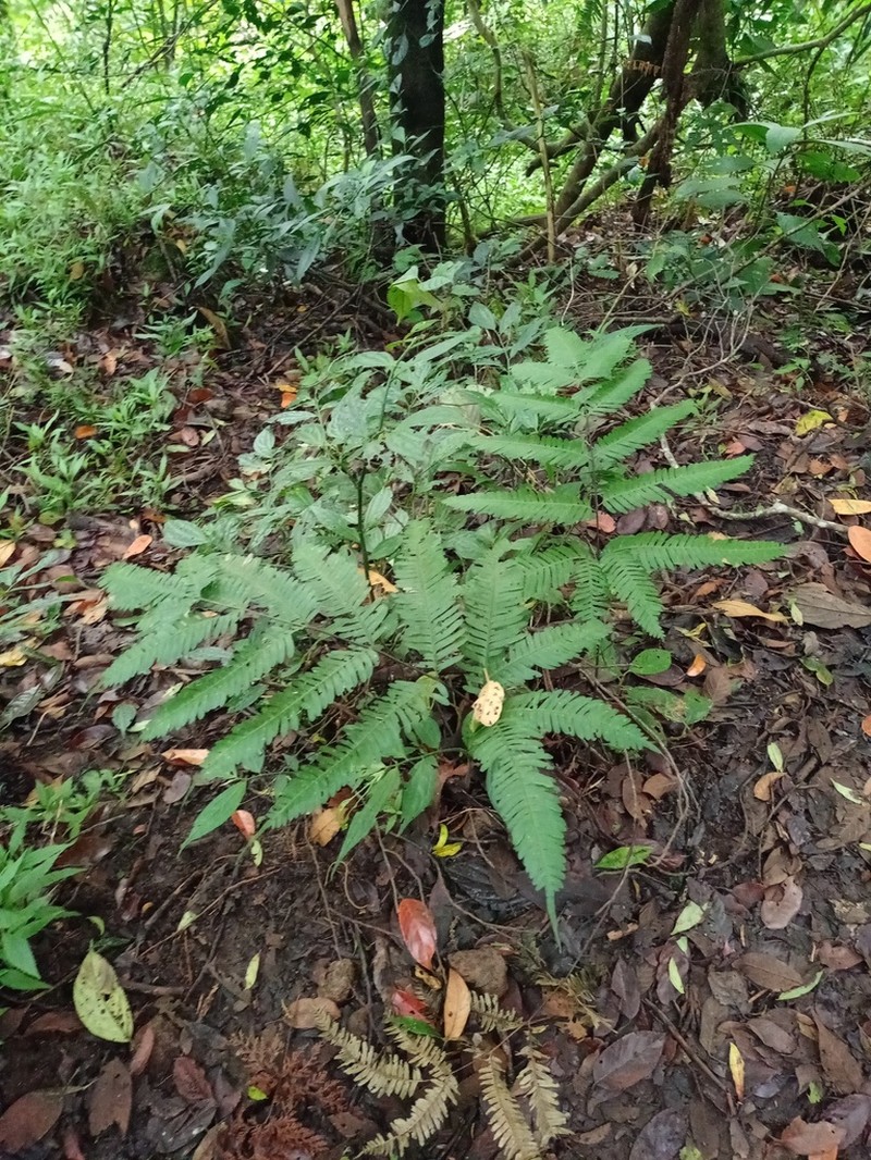 Pteris blumeana