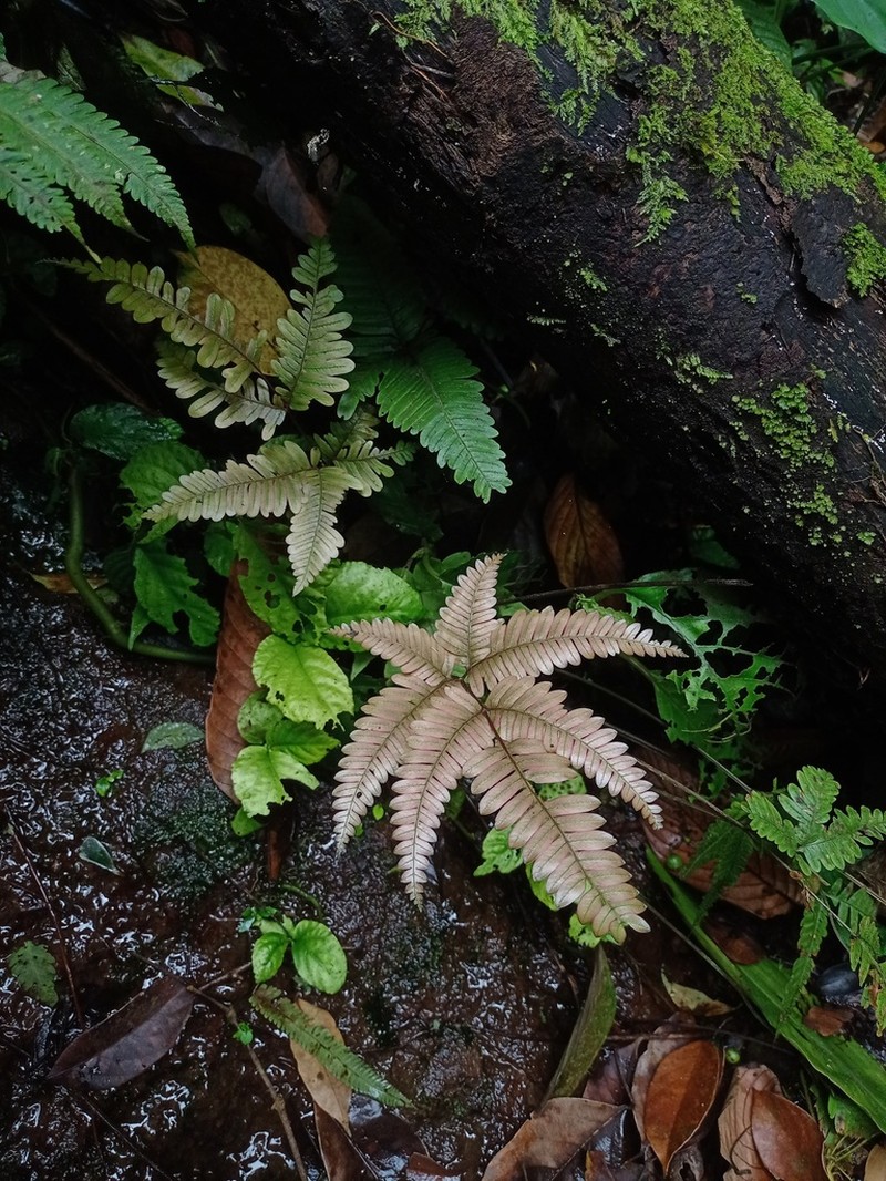 Pteris blumeana photo 2