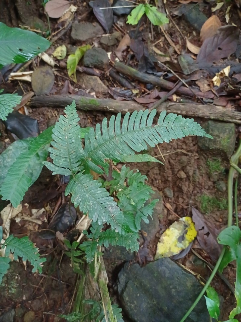 Pteris blumeana photo 3