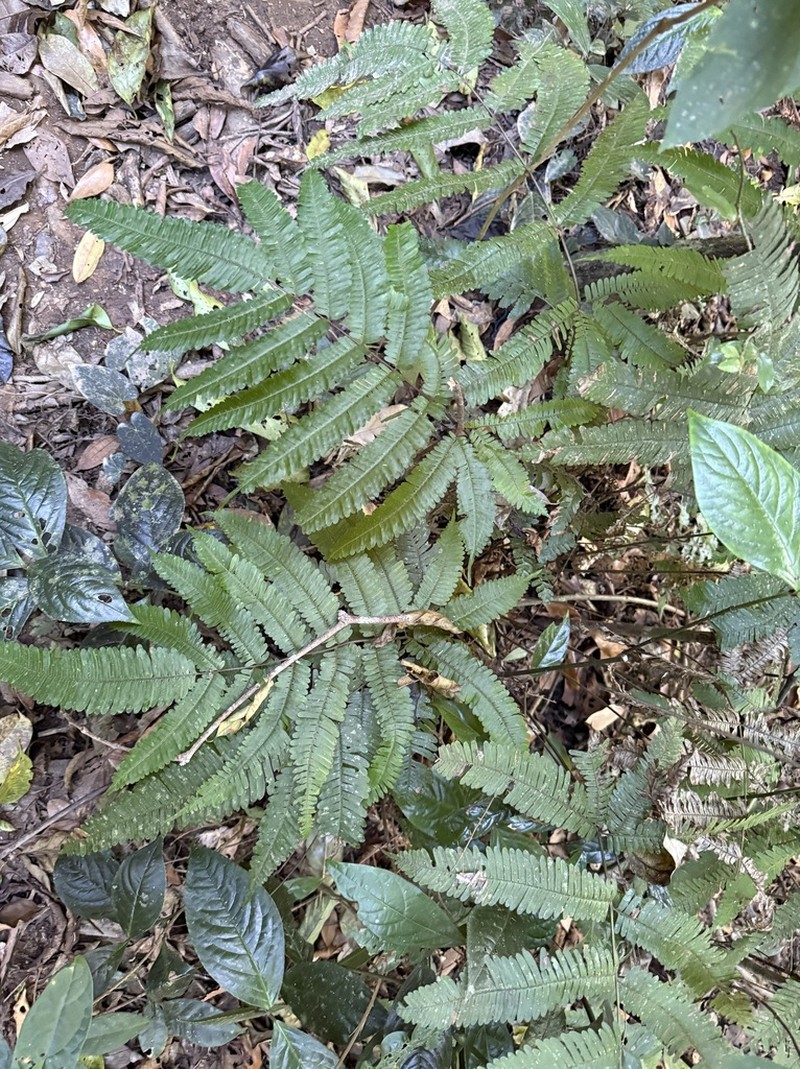 Pteris blumeana photo 4