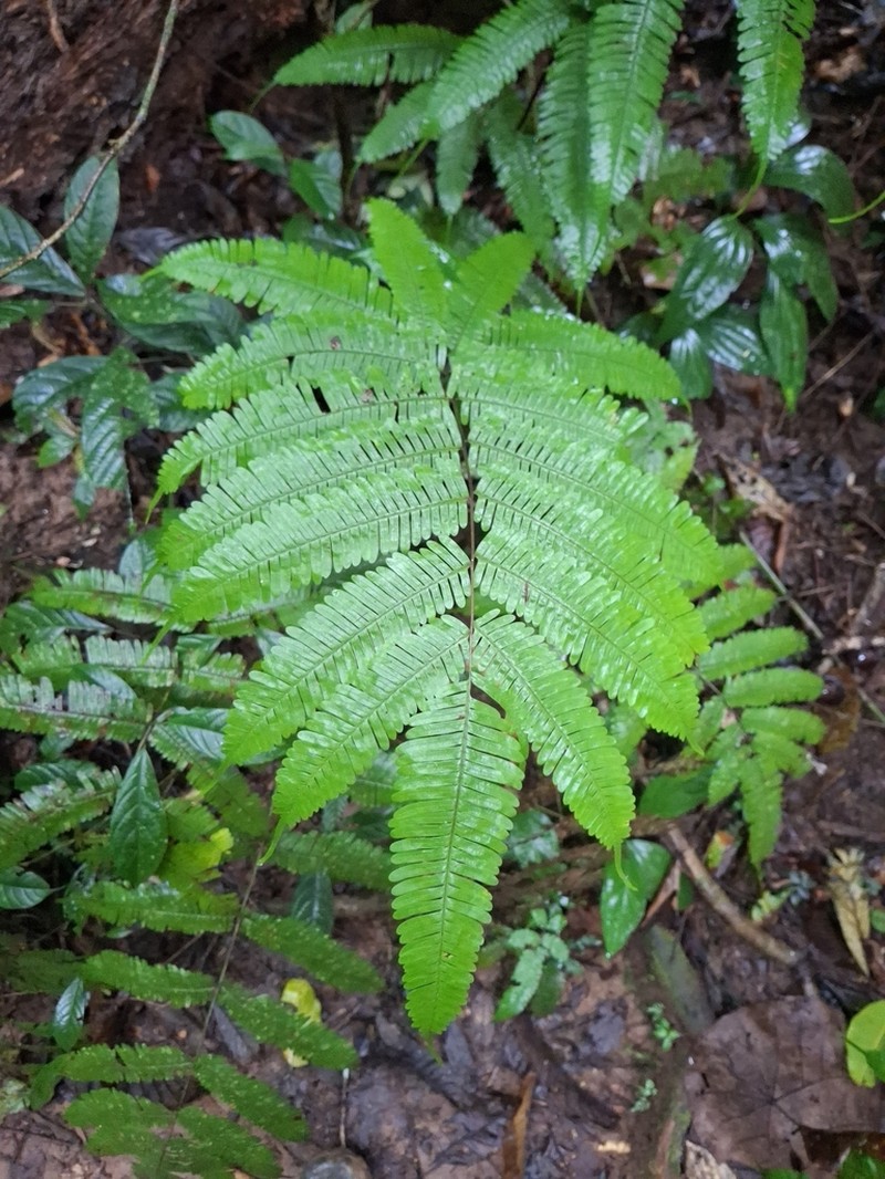 Pteris blumeana photo 5