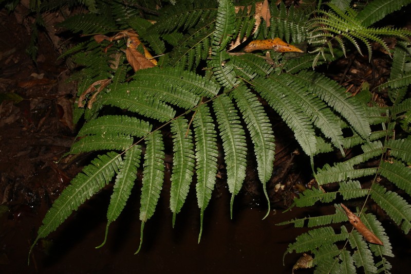 Pteris blumeana photo 6