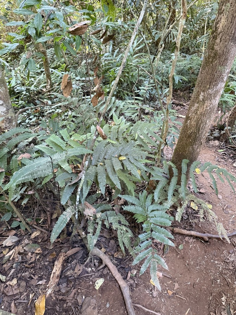 Pteris blumeana photo 7
