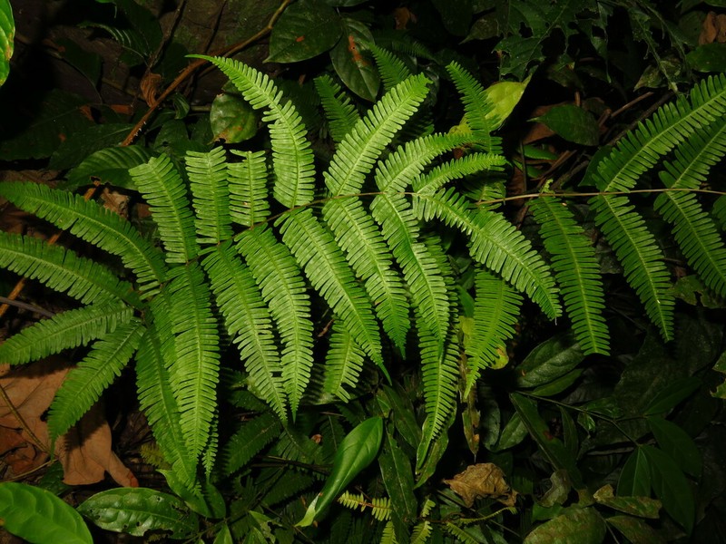 Pteris blumeana photo 8