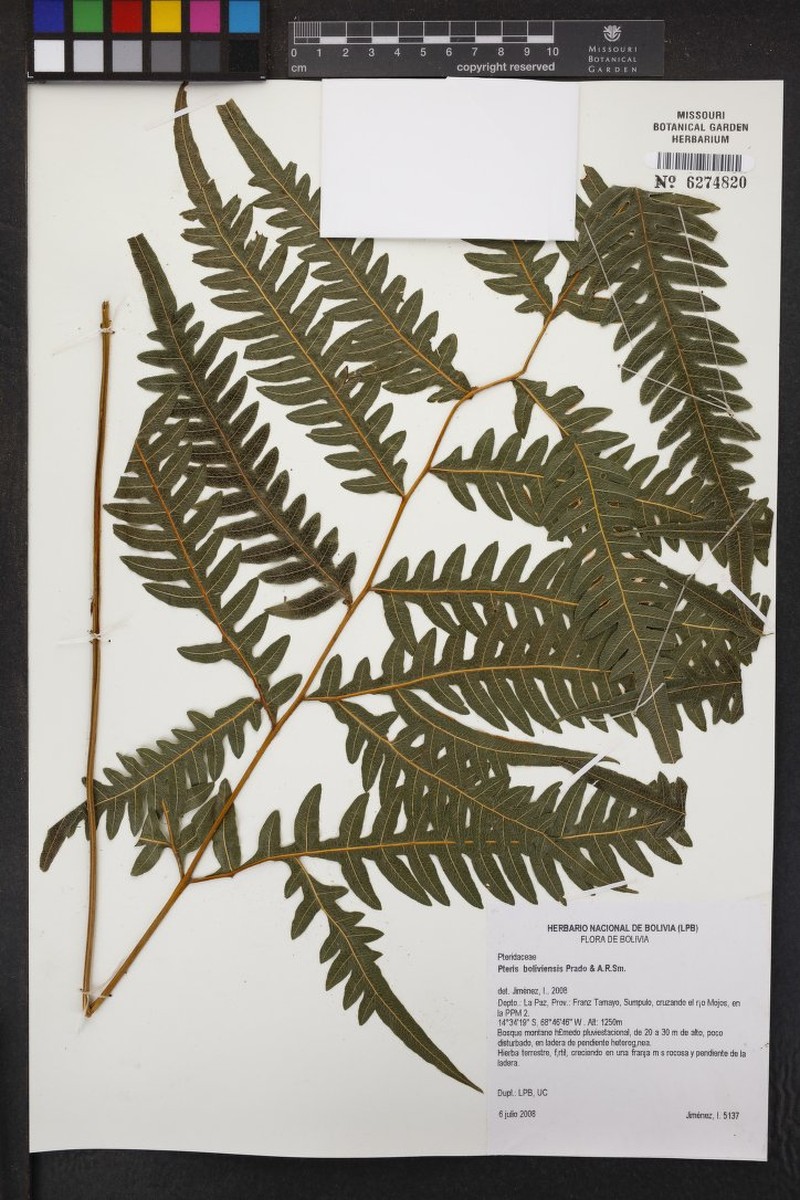 Pteris boliviensis