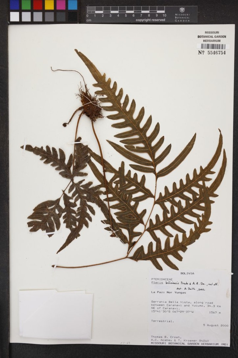 Pteris boliviensis photo 2