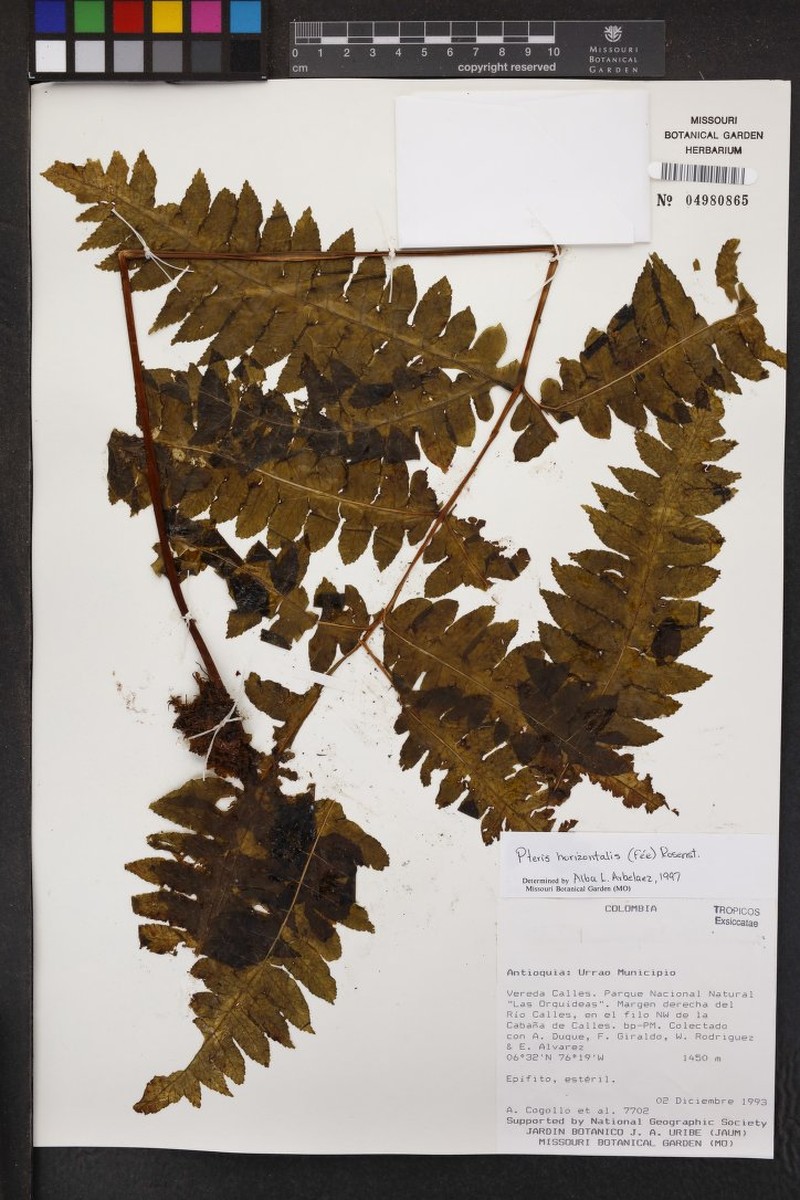 Pteris boliviensis photo 3
