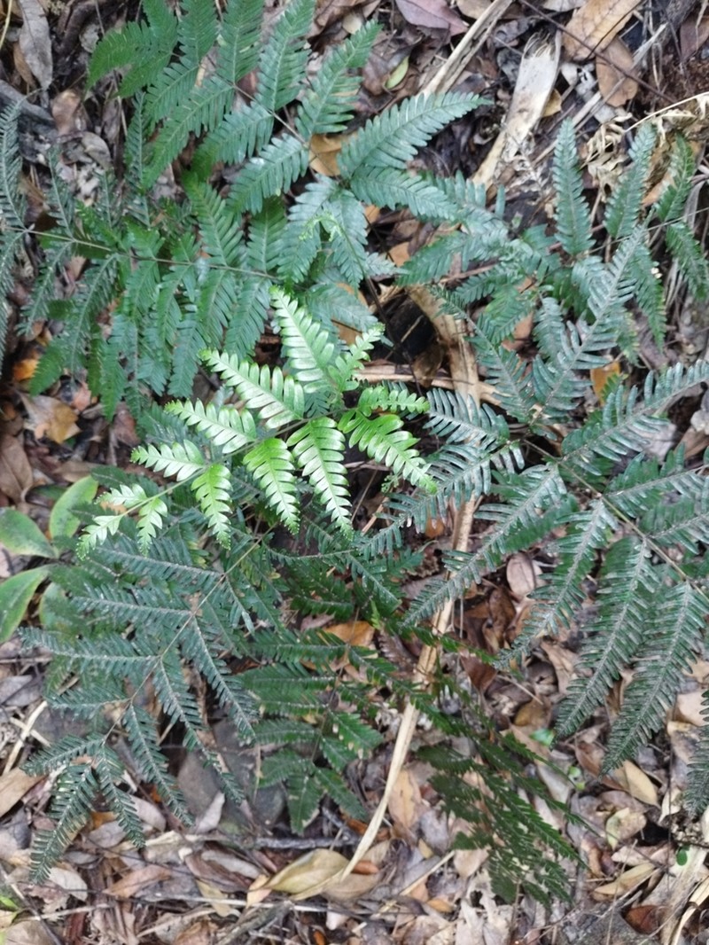 Pteris boninensis photo 2