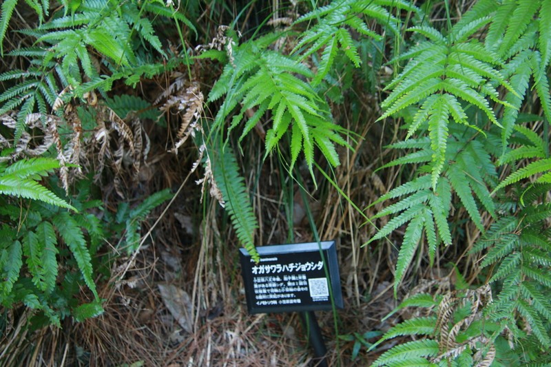 Pteris boninensis photo 3